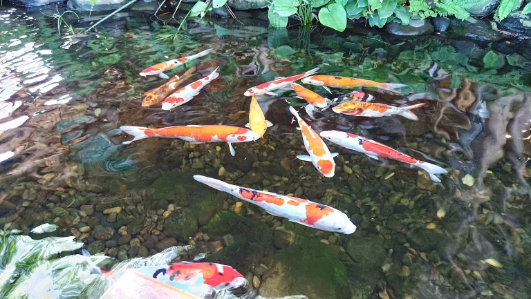 Mengapa Ikan Kuah Tak Pernah Sepi Peminat Sebuah Perjalanan Rasa Dan Budaya Yang Abadi